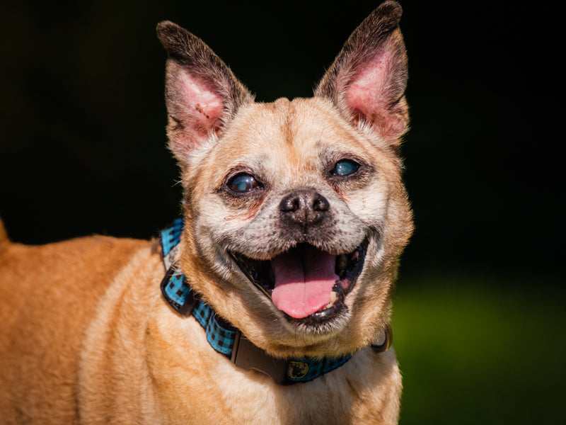 Chester Pug x Chihuahua Adopted Animatch