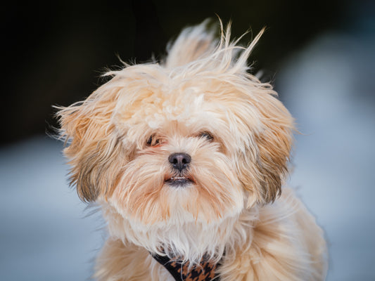 Chewbacca (25023) a Shih Tzu Adopté on 16 April 2025