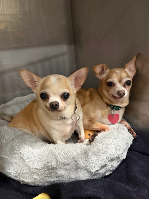 Pachino & Chico Chihuahua (6.5 lbs & 11 lbs) Available for Adoption Animatch