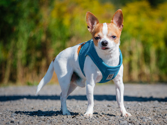 Chico (25128) a Chihuahua Adopté on 23 September 2025