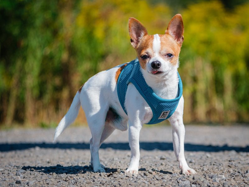 Chico Chihuahua Adopted Animatch