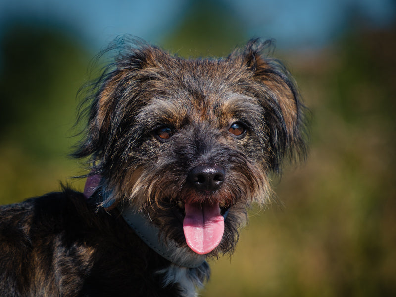 Chip Terrier-x Available for Adoption Animatch