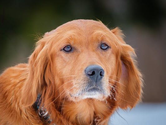 Chips (25035) a Golden Retriever Adopté on 13 April 2025