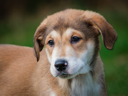 Chirp (25180) a Mixed breed Adopté on 11 November 2025