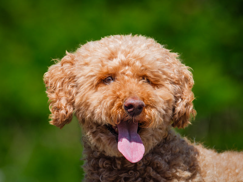 Choupette Poodle Available for Adoption Animatch