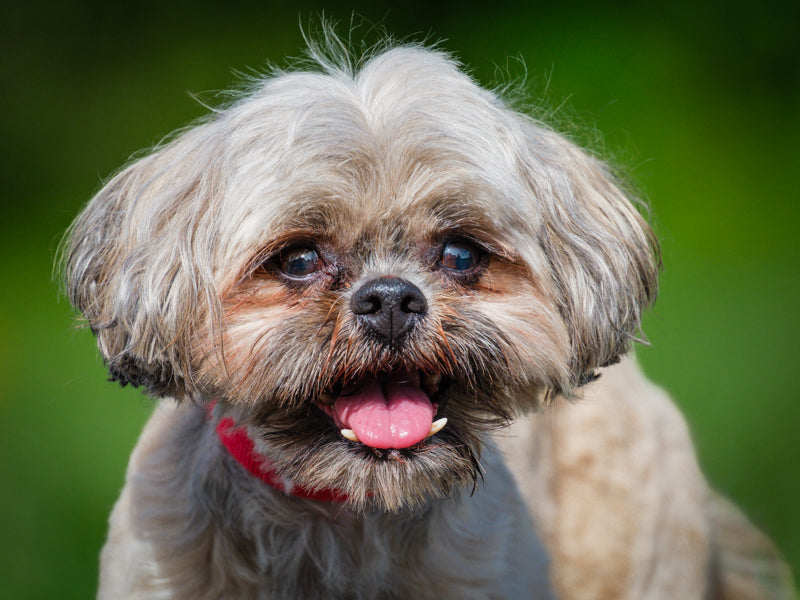 Choux Choux Shih Tzu Adopted Animatch