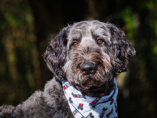 Chuck Standard Poodle x Collie Available for Adoption Animatch