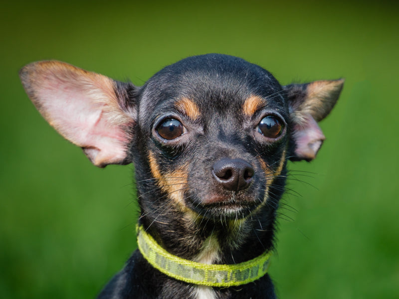 Churros Chihuahua Disponible pour adoption Animatch