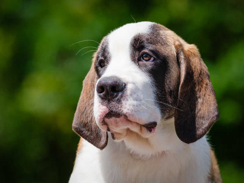 Clara Saint Bernard Available for Adoption Animatch