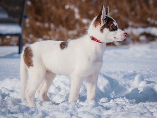 Clarins (24226) a Husky-x Adopté on 26 January 2025