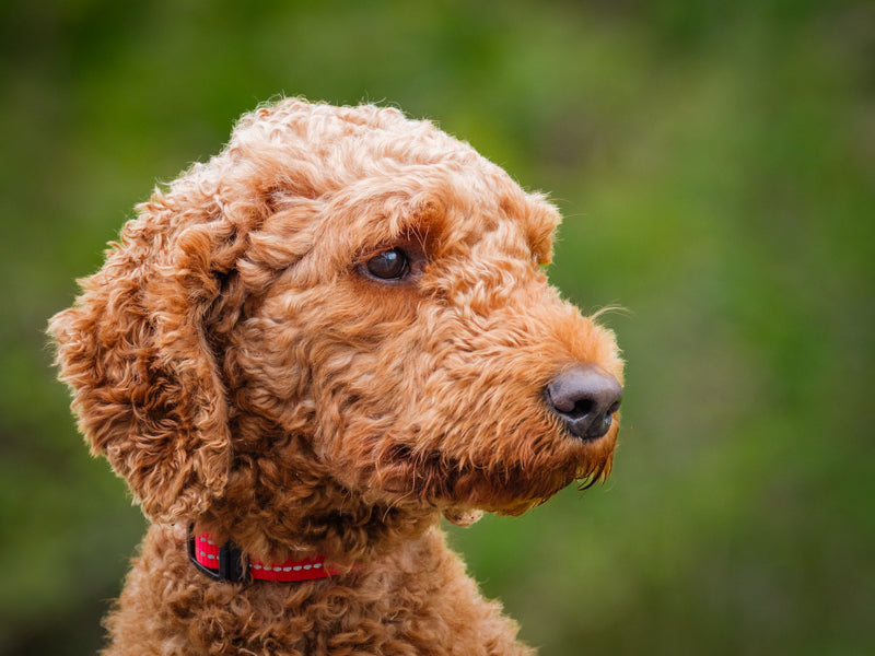 Chloe Standard Poodle Available for Adoption Animatch