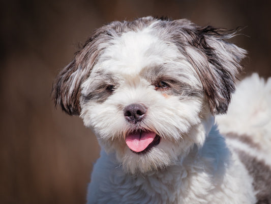 Coco (25055) a Shih Tzu Adopté on 11 May 2025