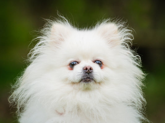 Coconut (25075) a Pomeranian-x Adopté on  1 June 2025