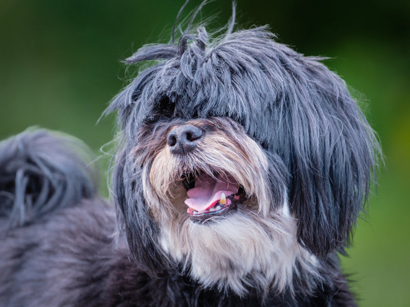 Cookie Maltais x Yorkie Disponible à l'adoption Animatch