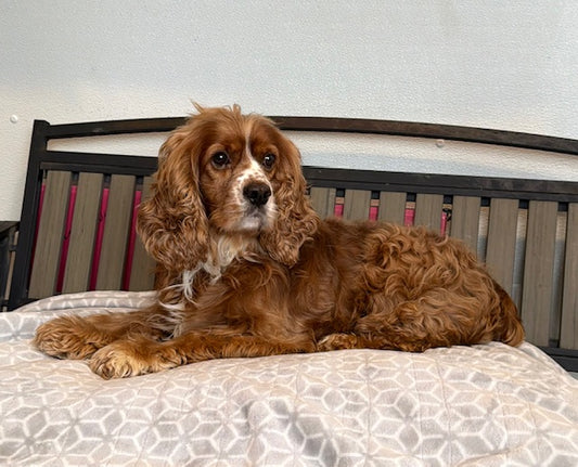 Cuivre (25274) a Cocker Spaniel Adopté on 16 February 2026