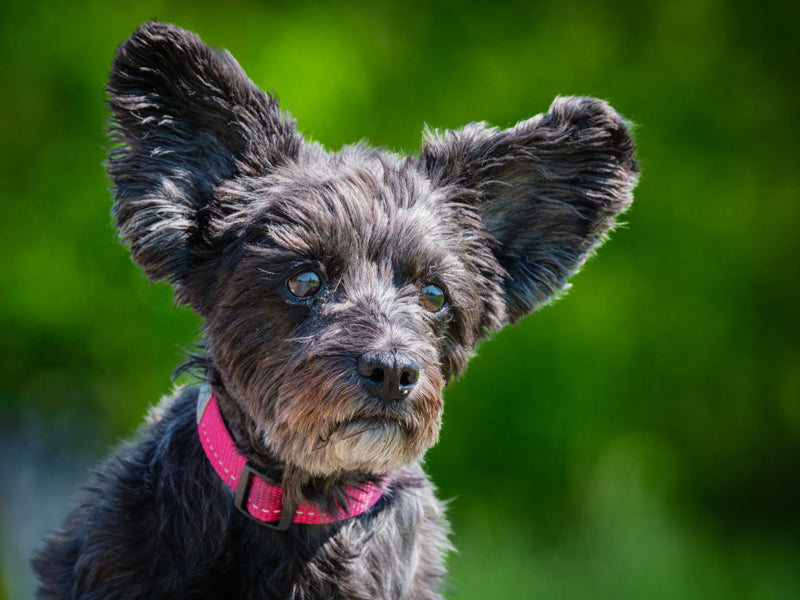 Coquette Schnauzer-x Available for Adoption Animatch