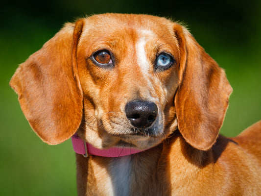 Coquinne Dachshund Reserved Animatch