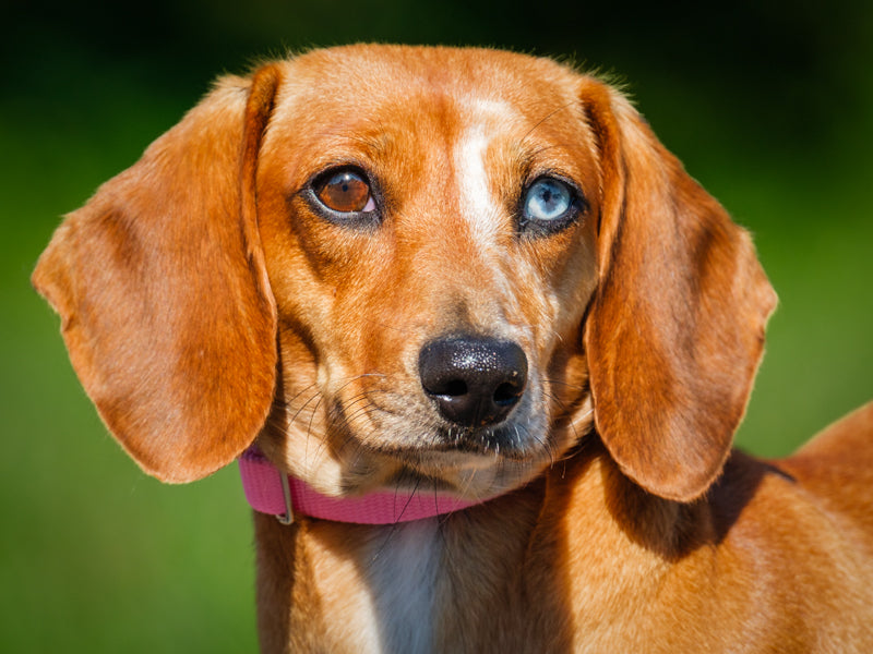 Coquinne Dachshund Available for Adoption Animatch