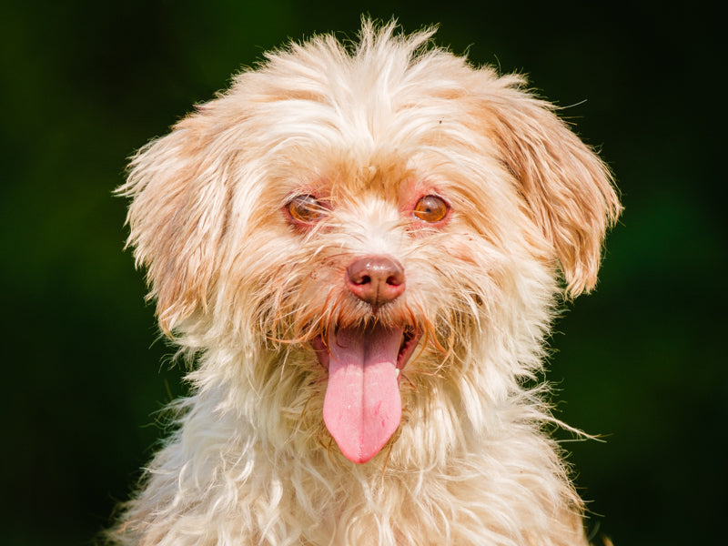 Corail Cockapoo Adopté Animatch