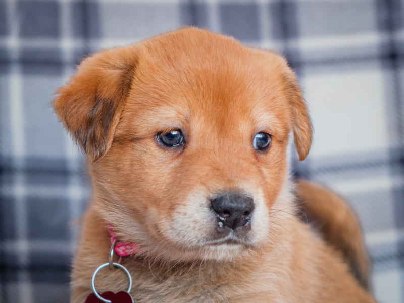 Corona Labrador Adopted Animatch