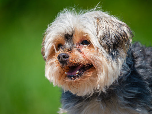 Cozie Yorkshire Terrier  Available for Adoption Animatch