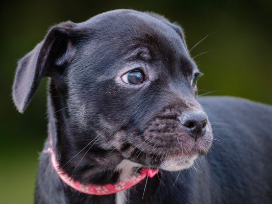 Cruise French Bulldog x Lab Available for Adoption Animatch