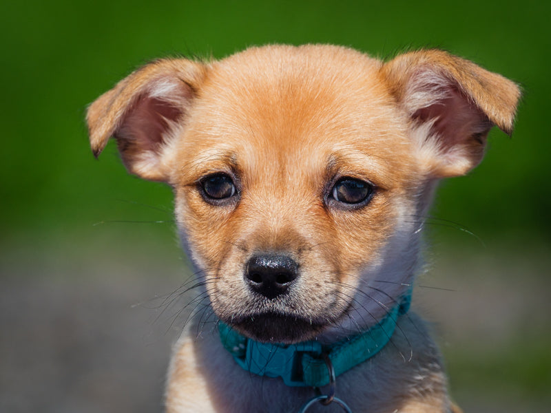 Crumb Chihuahua-x Adopted Animatch