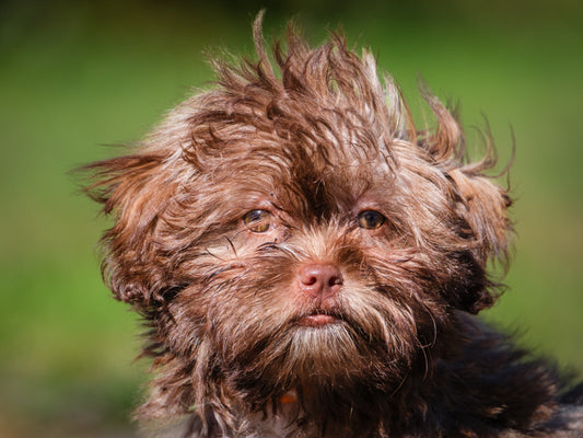 Cupcake Shipoo Available for Adoption Animatch