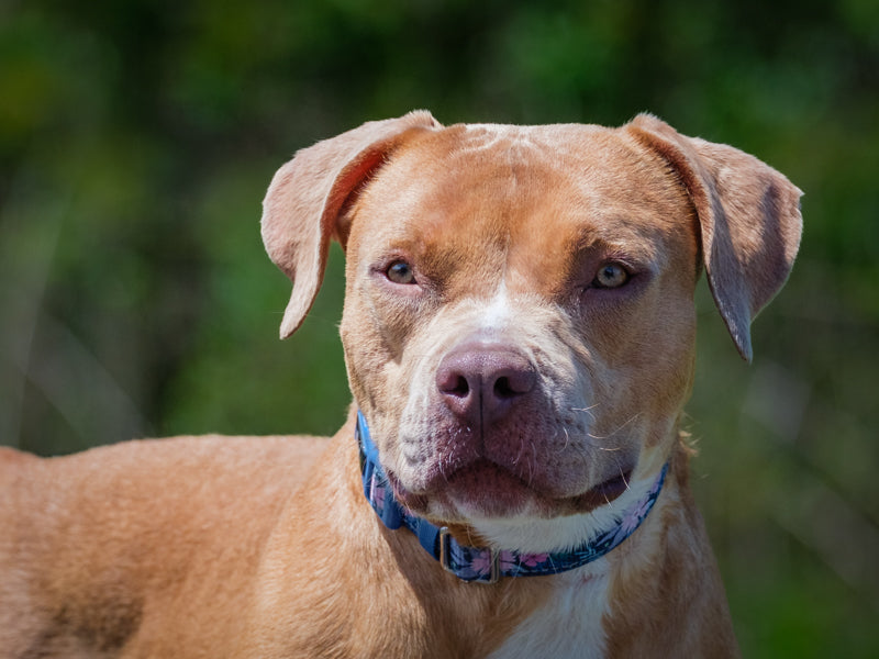 Cutie Patootie Mixed Breed (Hawaii) Available for Adoption Animatch