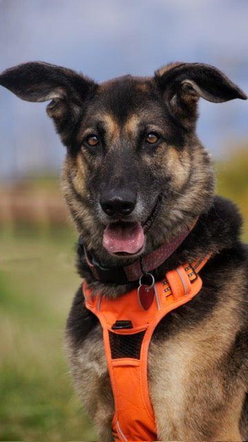 Maya Northern mix Available for Adoption Animatch
