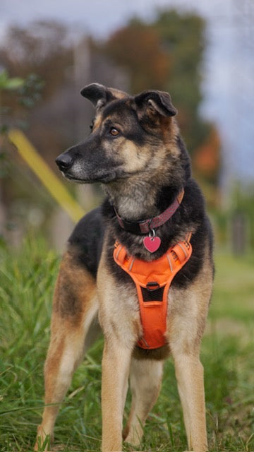 Maya - Photo 2