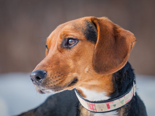Daffy (26025) a Beagle-x Adopté on 10 March 2026