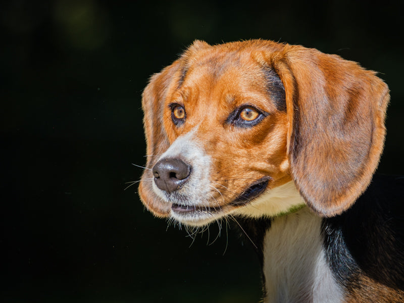 Daisie Beagle Available for Adoption Animatch