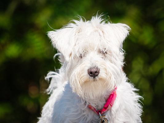 Daisy (25161) a Miniature Schnauzer Adopté on  3 October 2025