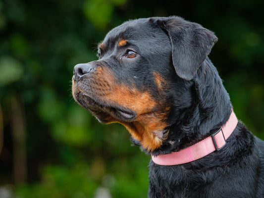 Dallas Rottweiler Available for Adoption Animatch