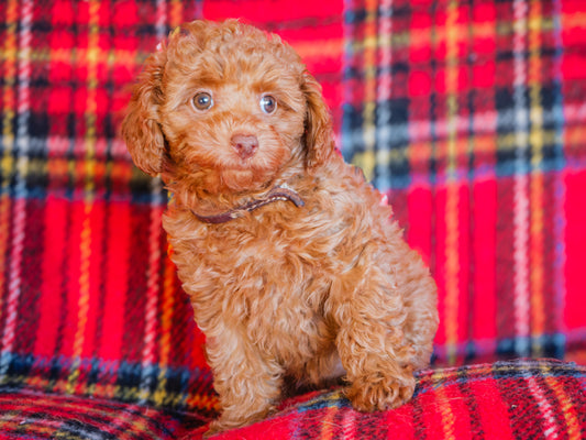 Darla (24300) a Caniche Adopté on  3 February 2025