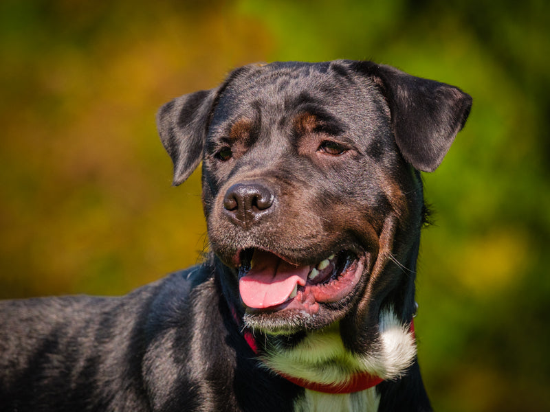 Davina Rottweiler-x Disponible pour adoption Animatch