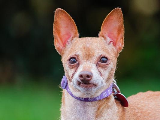Dawn Miniature Pinscher-x Available for Adoption Animatch