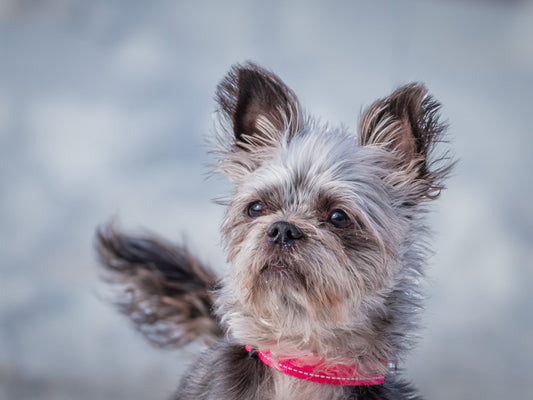 Daysee (26024) a Yorkie x Shih Tzu Adopté on  9 March 2026