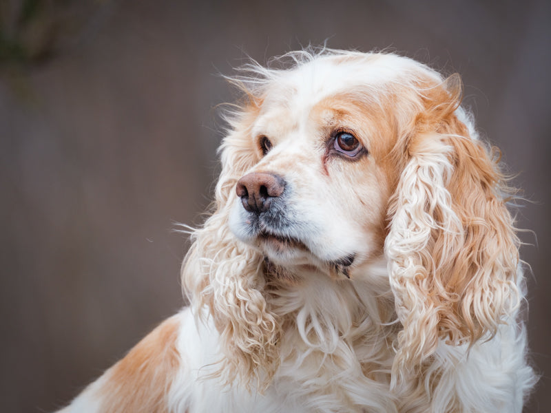 Delima Cocker Spaniel Adopted Animatch