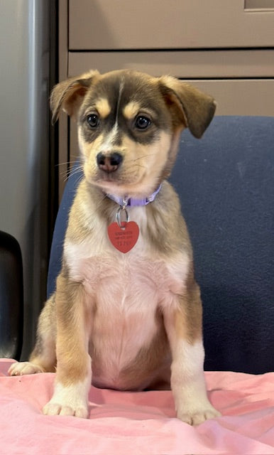 Demi Lune Nordic mix Available for Adoption Animatch