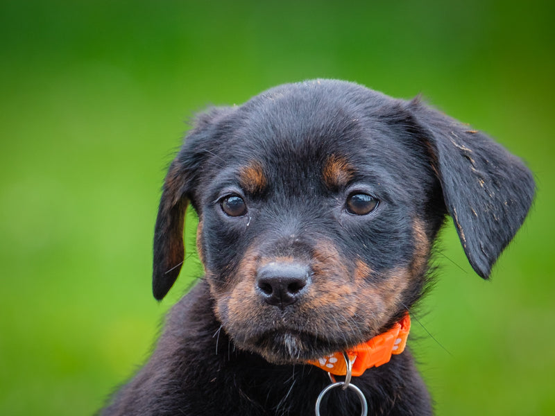 Denali Rottweiler-x Available for Adoption Animatch