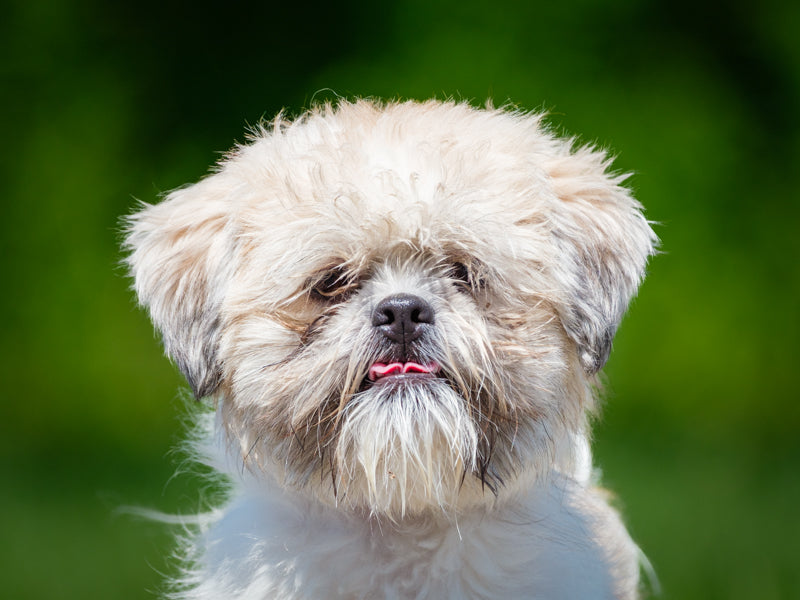 Dexi Shih Tzu Adopted Animatch