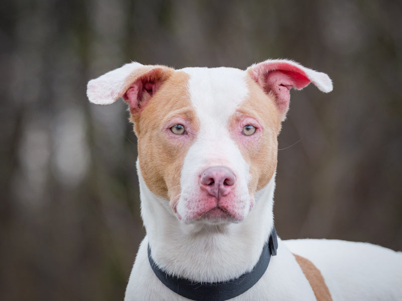 Diamond Pittbull Available for Adoption Animatch
