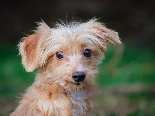 Diane (25207) a Caniche-x Adopté on  9 November 2025