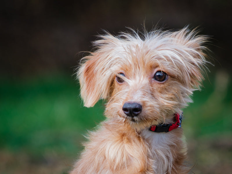 Animatch Diana – Animatch.ca Dog Adoption