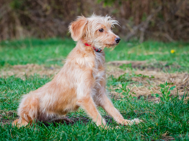 Diana – Animatch.ca Dog Adoption