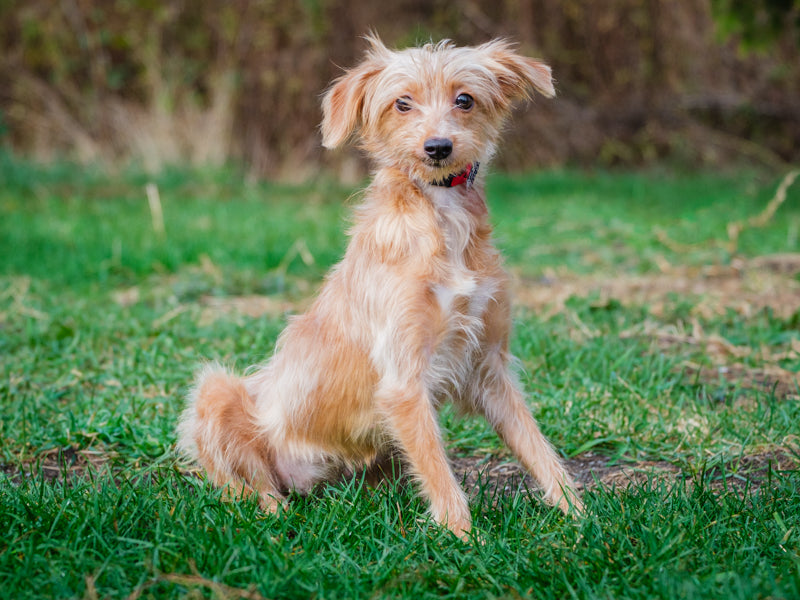 Diana – Animatch.ca Dog Adoption