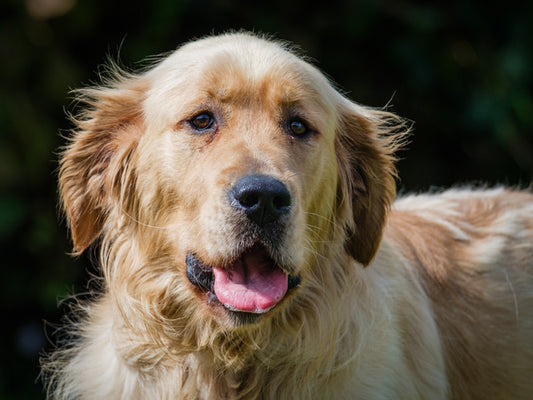 Gazole Golden Retriever Disponible à l'adoption Animatch