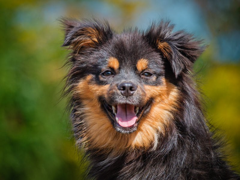Diglett Sheltie-x Available for Adoption Animatch